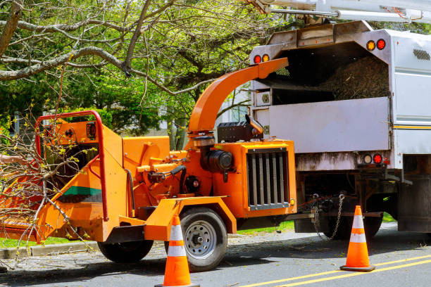 Trusted Gordon, NE  Tree Services Experts